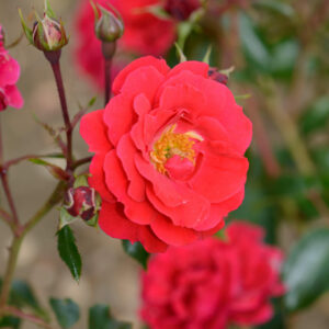 Rosa Flower Carpet Ruby