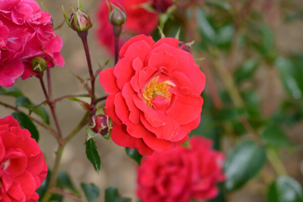 Rosa Flower Carpet Ruby