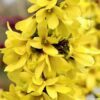 Forsythia Mikador - 10L 60-80cm