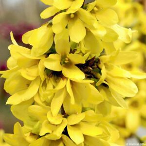 Forsythia Mikador