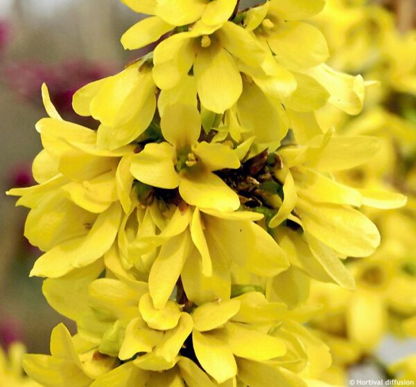 Forsythia Mikador