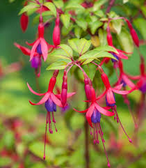 Fuchsia ‘Genii’