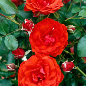 Rosa Trumpeter - Floribunda rose