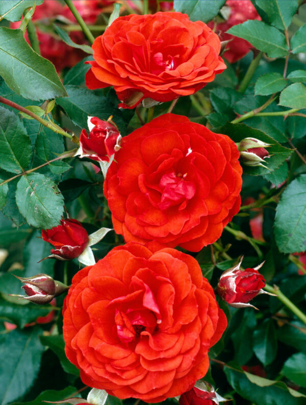 Rosa Trumpeter - Floribunda rose