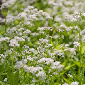 Galium odoratum / Sweet Woodruff