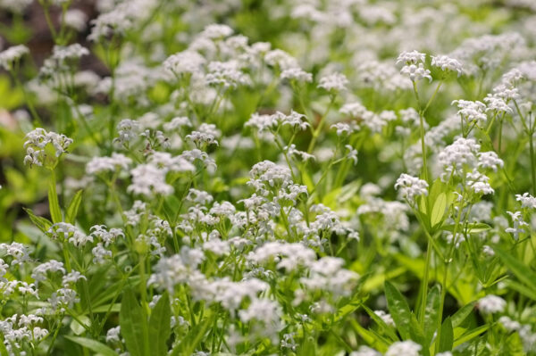 Galium odoratum / Sweet Woodruff