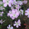 Geranium maculatum Espresso - 2L