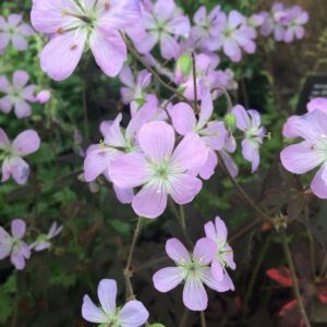 Geranium maculatum Espresso