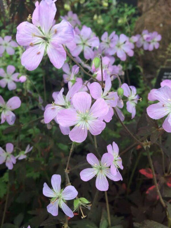 Geranium maculatum Espresso