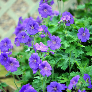 Geranium Johnsons Blue