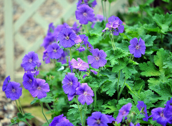 Geranium Johnsons Blue