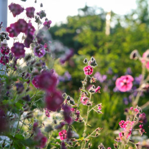Geranium phaeum Samobor
