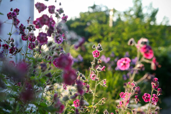 Geranium phaeum Samobor