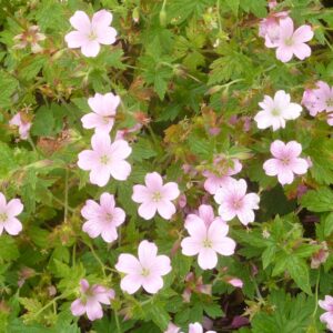 Geranium Wargrave Pink