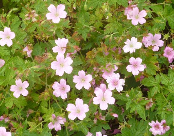Geranium Wargrave Pink