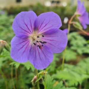 Geranium Rozanne