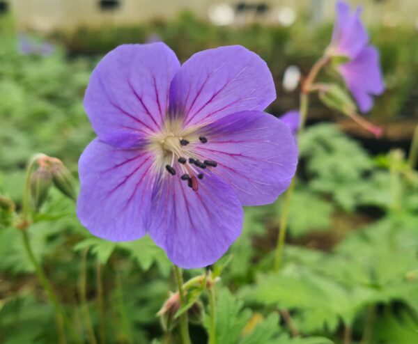 Geranium Rozanne