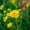 Geum Lady Strathden - 2L