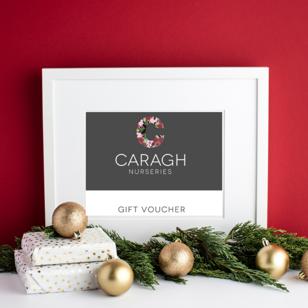 Vouchers