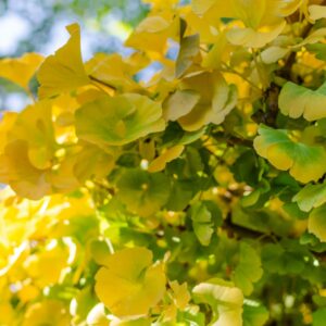 Ginkgo biloba 'Mariken' 1/4 Standard