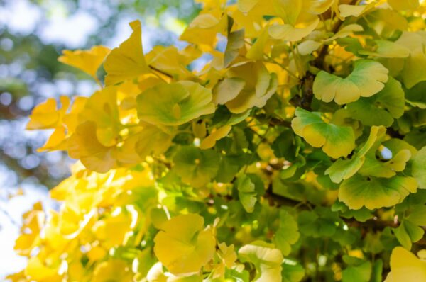 Ginkgo biloba 'Mariken' 1/4 Standard