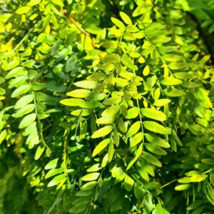Gleditsia triacanthos