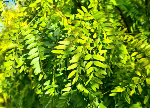 Gleditsia triacanthos