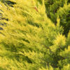 Cupressocyparis leylandii 'Gold Rider' - 180L 350-400cm
