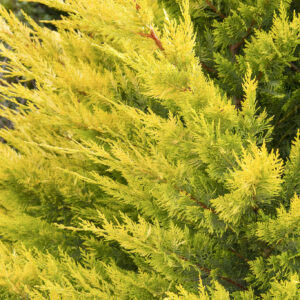 Cupressocyparis leylandii 'Gold Rider'