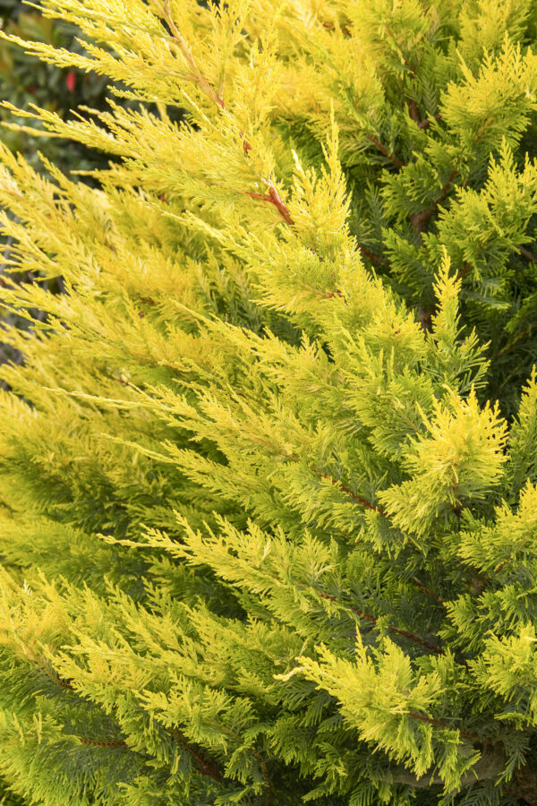 Cupressocyparis leylandii 'Gold Rider'