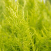 Cupressocyparis leylandii 'Gold Rider' Spiral - 35L 150-175cm