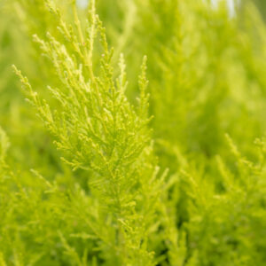 Cupressocyparis leylandii 'Gold Rider' Spiral