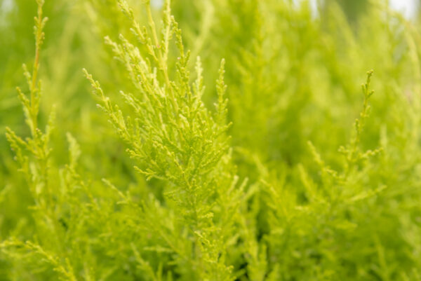 Cupressocyparis leylandii 'Gold Rider' Spiral