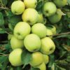 Malus Golden Delicious / Fruiting Apple Tree - 18-20cm girth, 3-4m tall, Rootballed