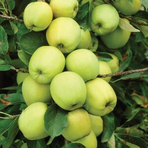 Malus Golden Delicious / Fruiting Apple Tree