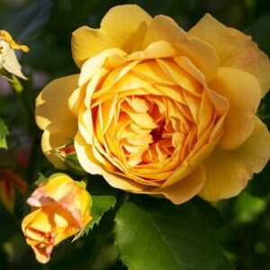 Rosa Golden Celebration - David Austin Roses
