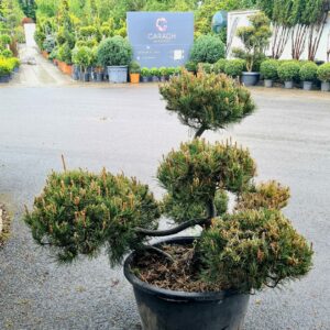 Pinus heldreichii Satellite Form