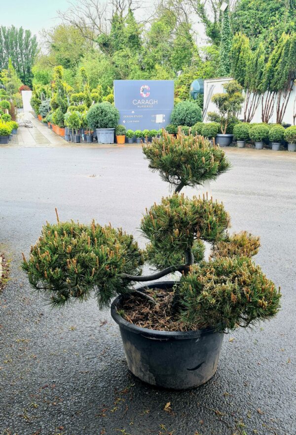 Pinus heldreichii Satellite Form