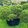 Pinus mugo Humpy Cloud Form Low Specimen - 285L 70-80cm tall, 200cm wide