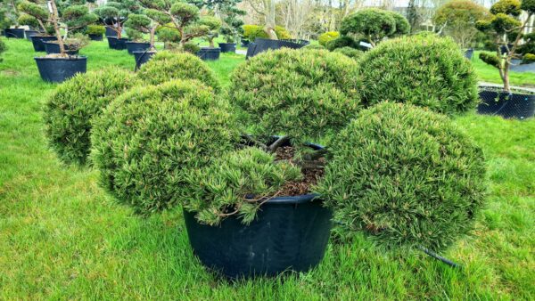 Pinus mugo Humpy Cloud Form Low Specimen