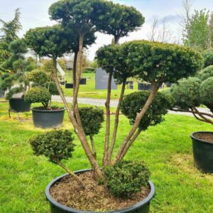 Taxus cuspidata Specimen