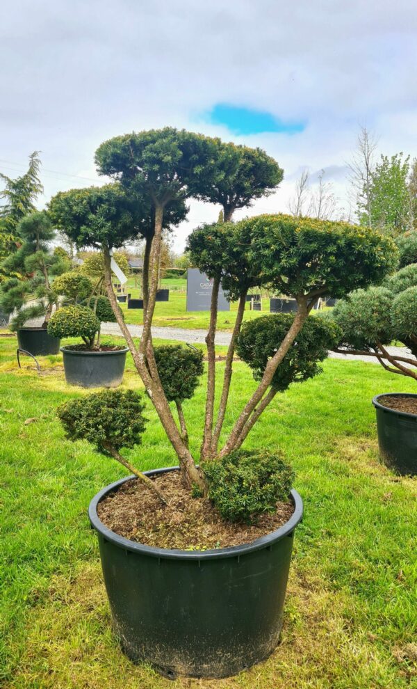 Taxus cuspidata Specimen