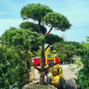 Pinus mugo 'Gnom' Specimen