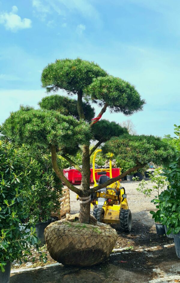 Pinus mugo 'Gnom' Specimen