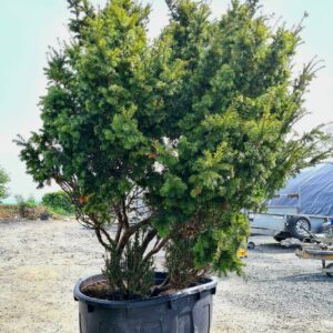 Taxus cuspidata