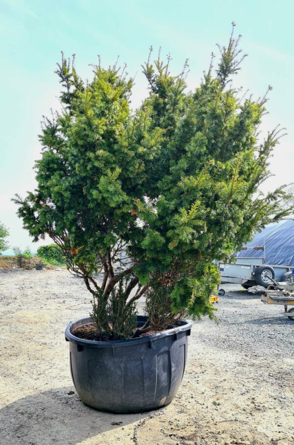 Taxus cuspidata