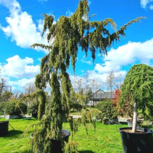 Juniper 'Horstmann' Pendula