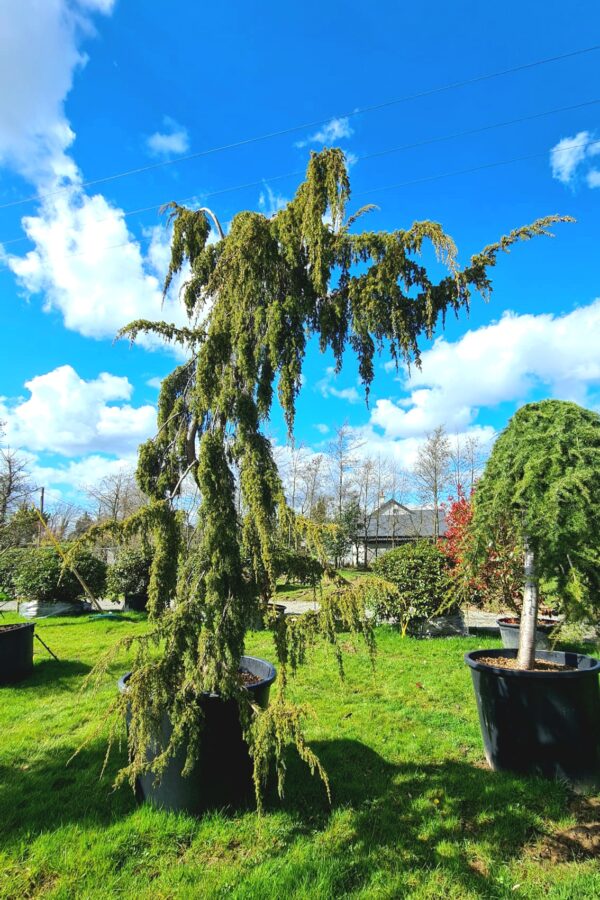Juniper 'Horstmann' Pendula