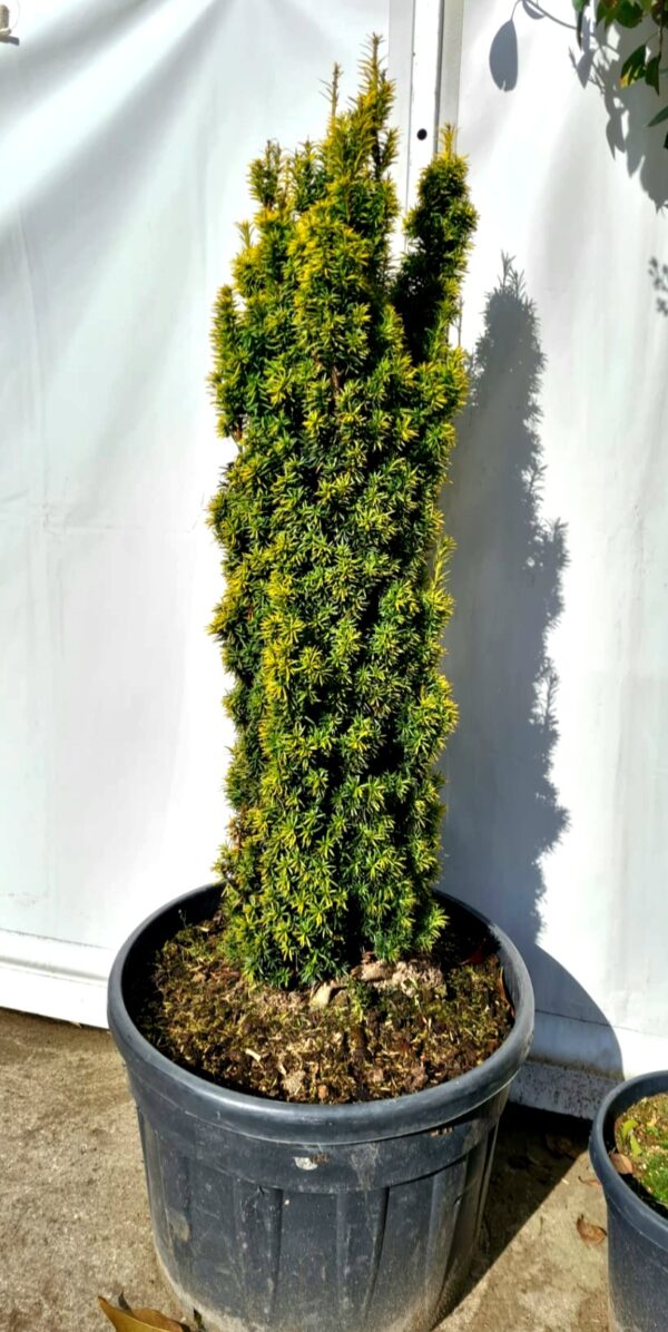 Taxus baccata 'Standishii' - Image 2