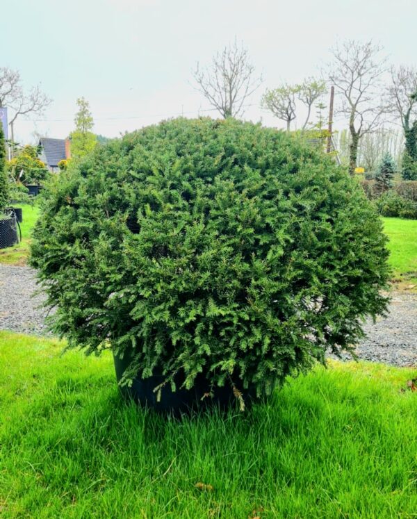 Taxus baccata / Yew Pillows - Image 2